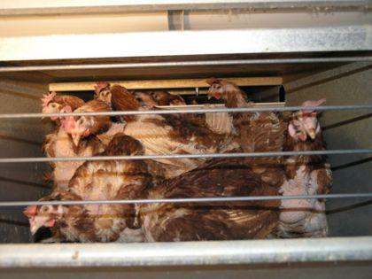battery hens source - animals australia