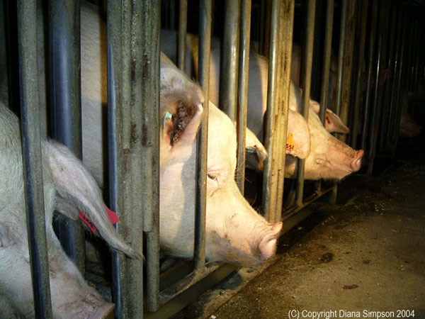sow stall source - animals australia
