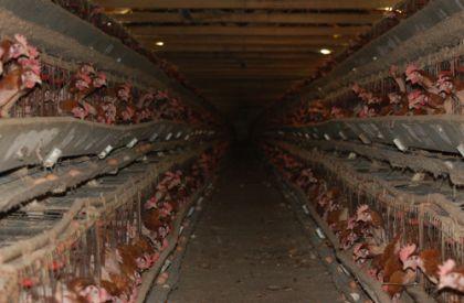 battery cages source - animals australia