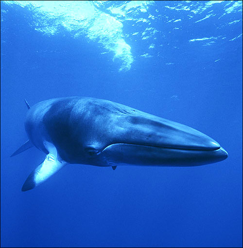 minke-whale