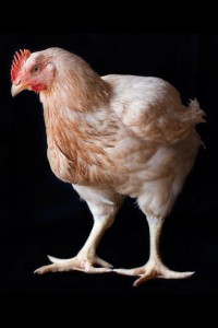 1004450_413570925419050_680527727_n