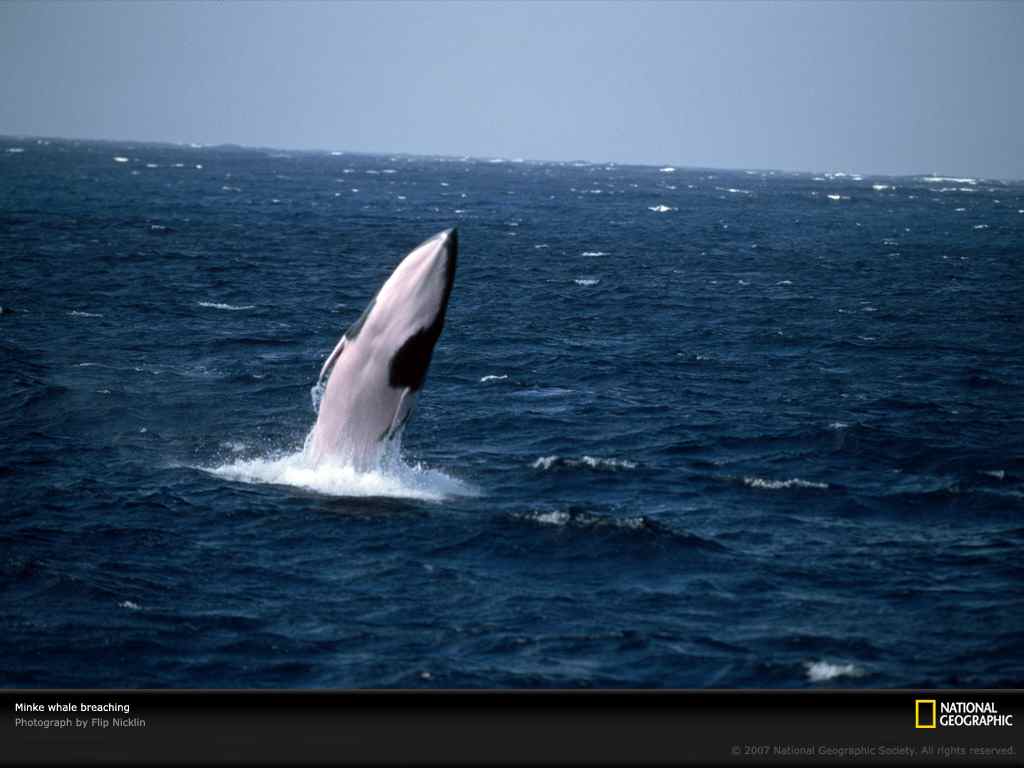 2800.Pics-National.Geographic.Photo.Of.The.Day.Collection._2001-2009_---SaFTaZeeN-350.jpg_minke-whale-breaching-695675-lw