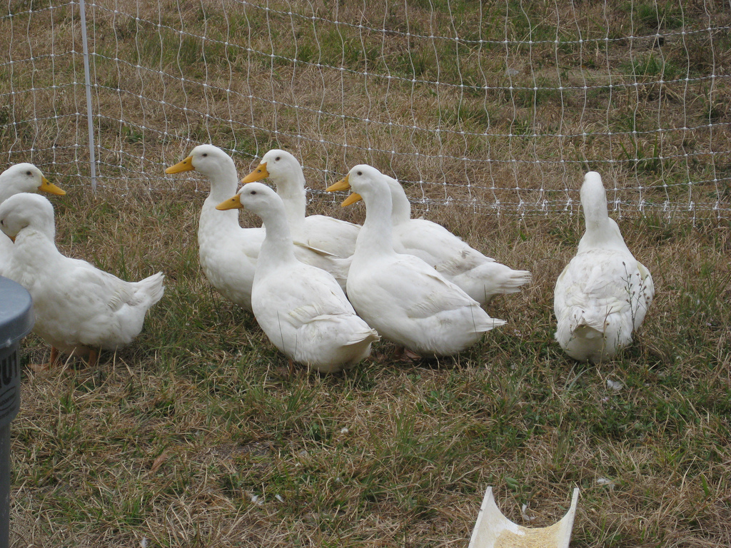 Pekin_Ducks