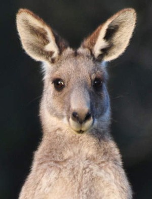 TO-art353-roo-20130612130327507352-300x0