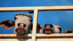 art729-cattle--300x0