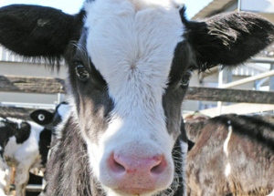 documentspetitionsphoto122626500bobbycalf2jpg_300roundcornermaskpng__0.0_0_0__97