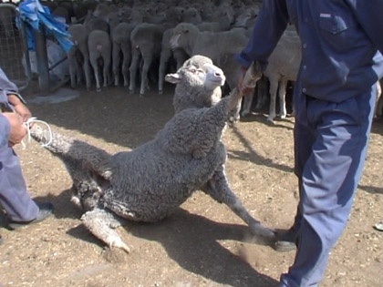 Picture courtesy of Animals Australia