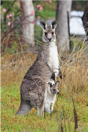 eastern-grey-kangaroo-with-joey-v0.1