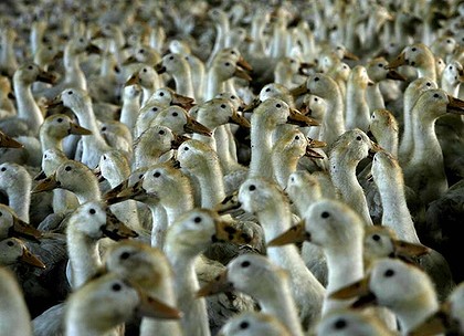 ipad-art-wide-pepesducks-420x0