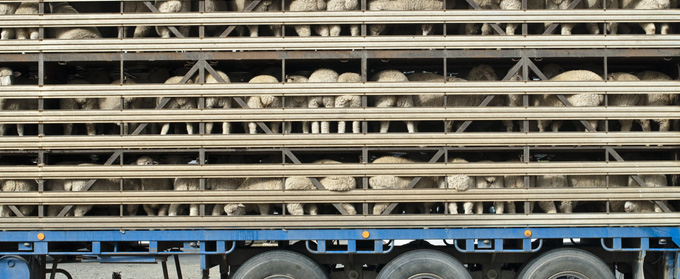 sheep_transport