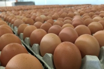 cliose up of eggs in factory