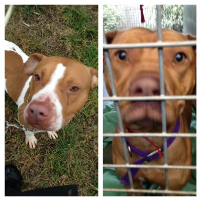 Knuckles (tan and white) and Zeus (tan)