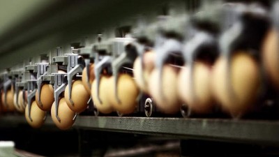 MOR-eggs-generic-20131205114637604755-620x349