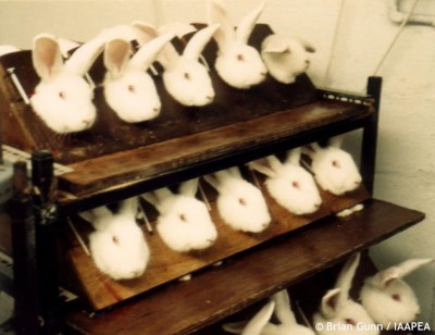This animal testing picture shows rabbits tortured in stocks to test cosmetics and beauty and glamour products for the cosmetic industry. Stop and ban testing cosmetics on animals. Help the animals – buy cosmetics and make-up not tested on animals; support cruelty-free shopping and help save the animals. Photo © Brian Gunn /IAAPEA