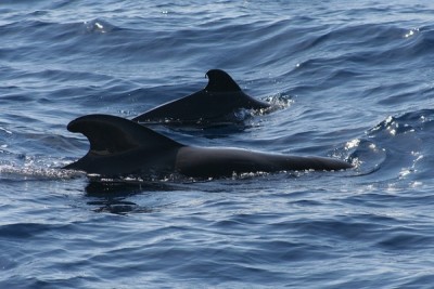 pilot-whales