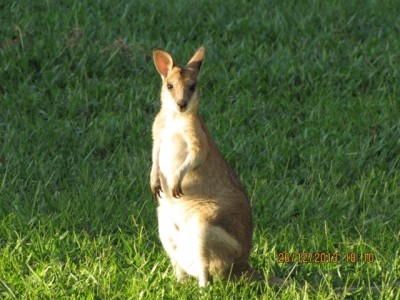Wallaby BAWP1