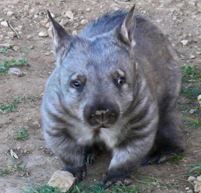 wombat