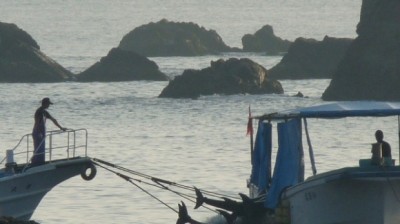 dolphins abused at Taiji