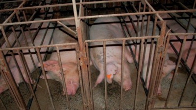 An image of pigs in sow stalls in Australia taken by animal activists. Photo: Animals Australia.  Read more: http://www.smh.com.au/environment/animals/us-judge-overturns-state-law-banning-secret-filming-of-animal-abuse-at-agricultural-facilities-20150805-girwny.html#ixzz3i1VkU2uc  Follow us: @smh on Twitter | sydneymorningherald on Facebook