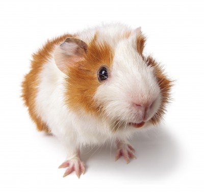 Switzerland introduces ban on testing animal  for cosmetics
